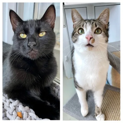 Dave & Loki
