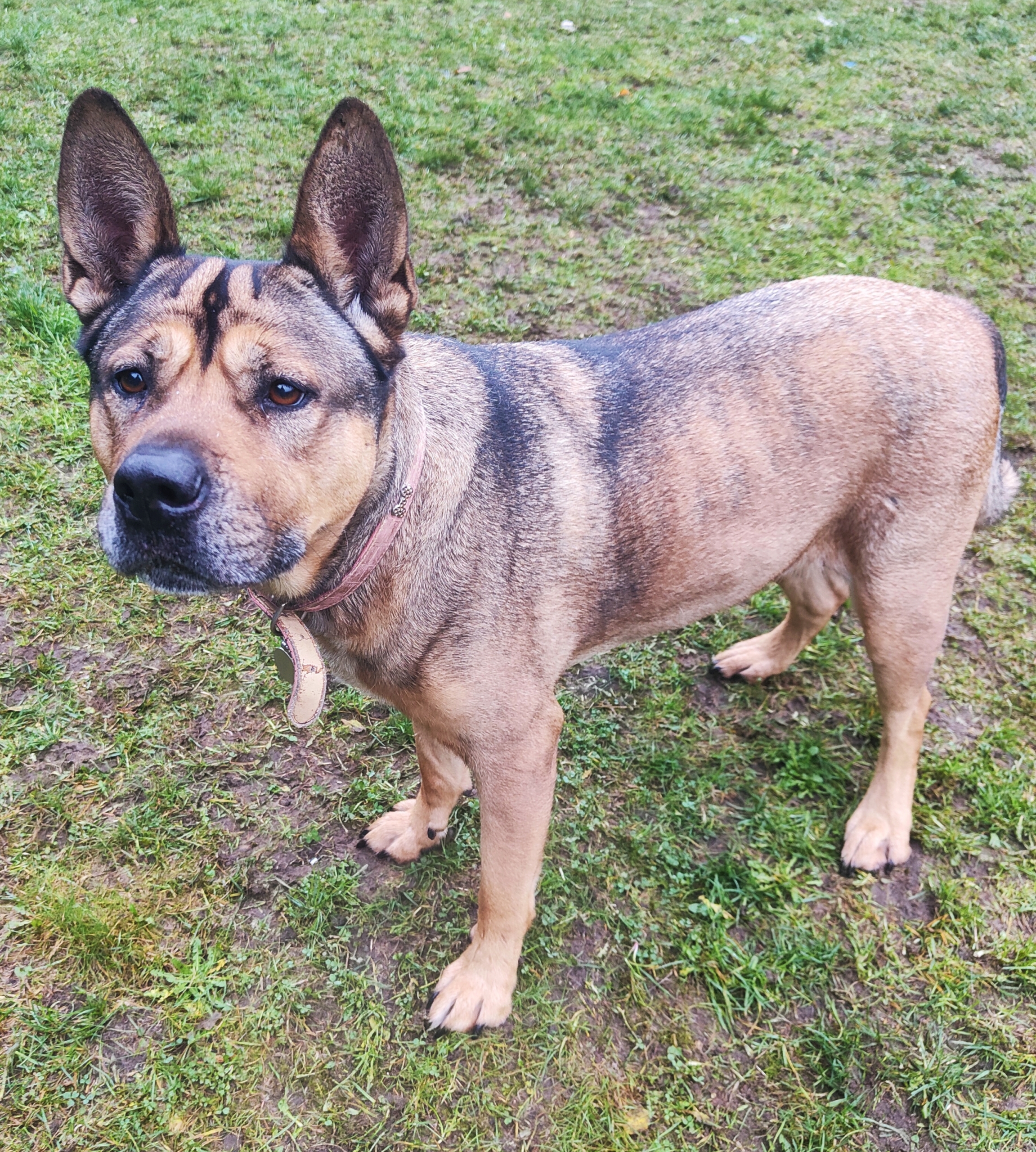 Old english bulldog hot sale german shepherd mix