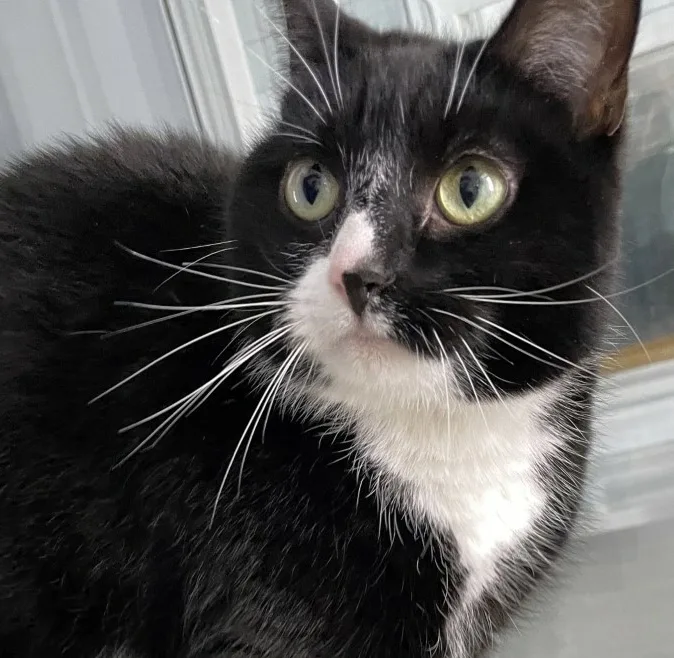 Mittens