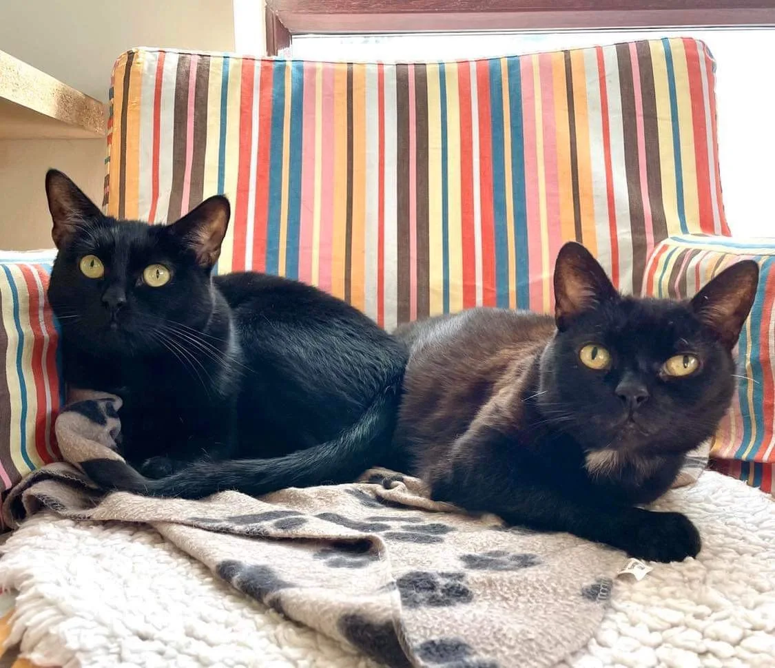 Harri & Rosie