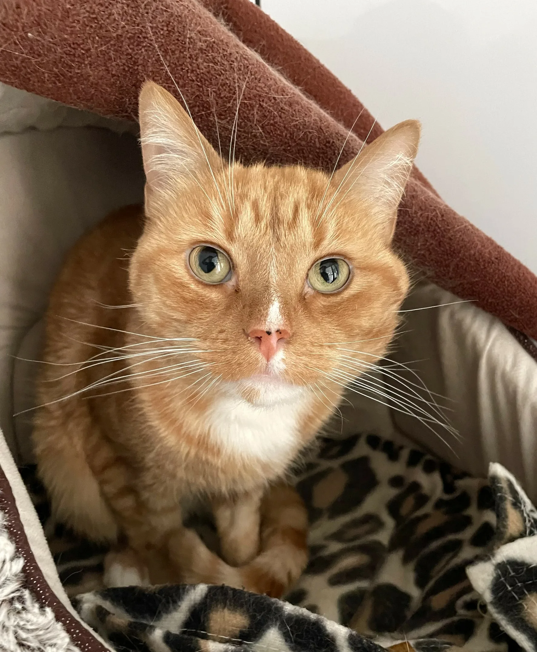 Garfield