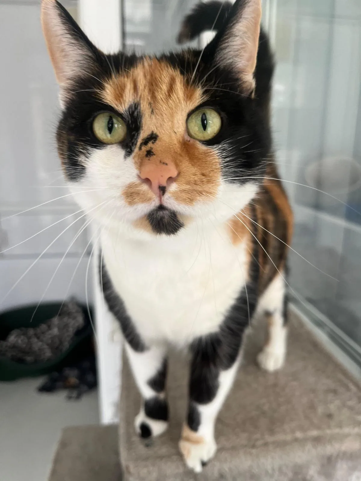 Bella
