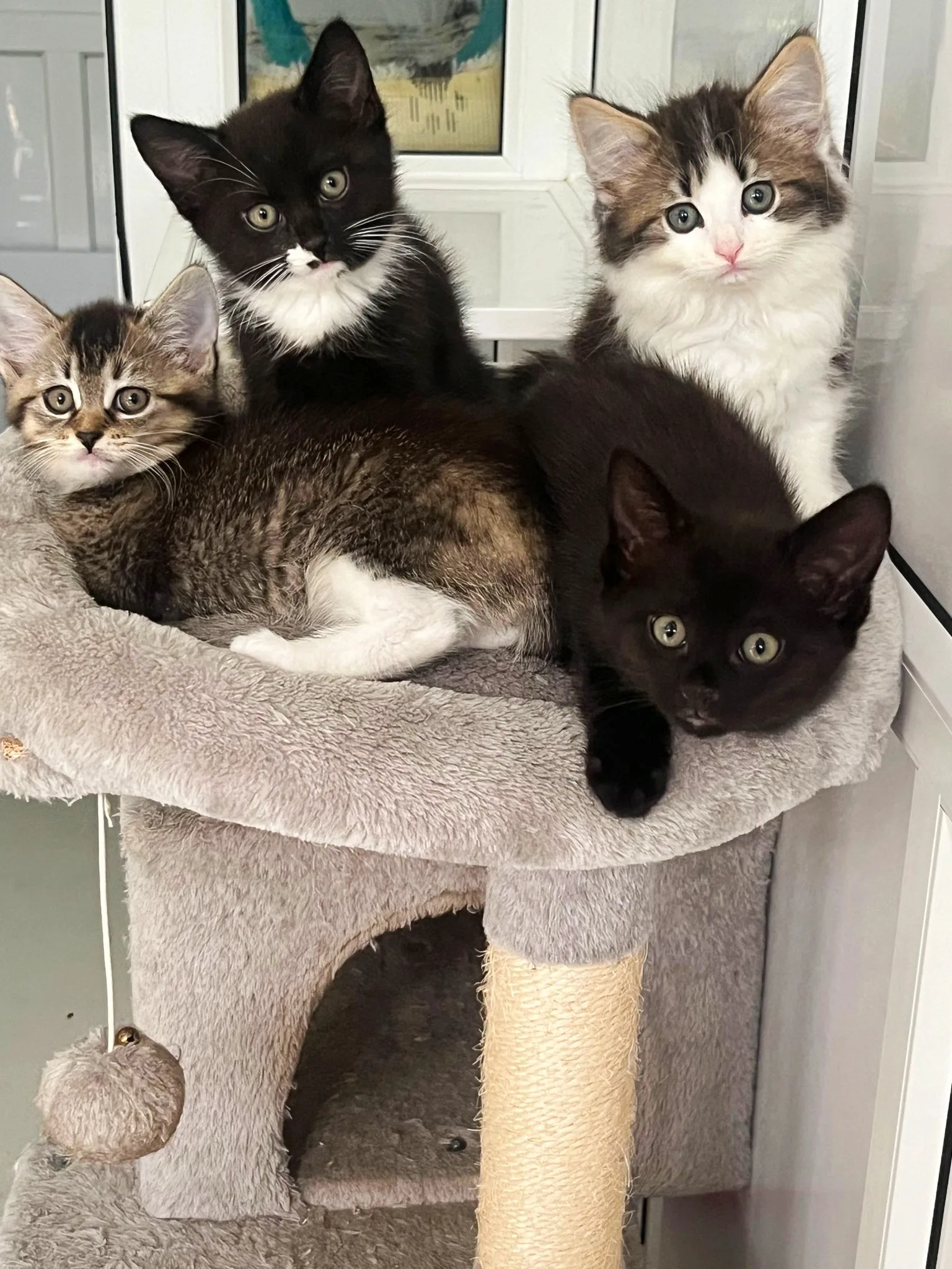 Kittens
