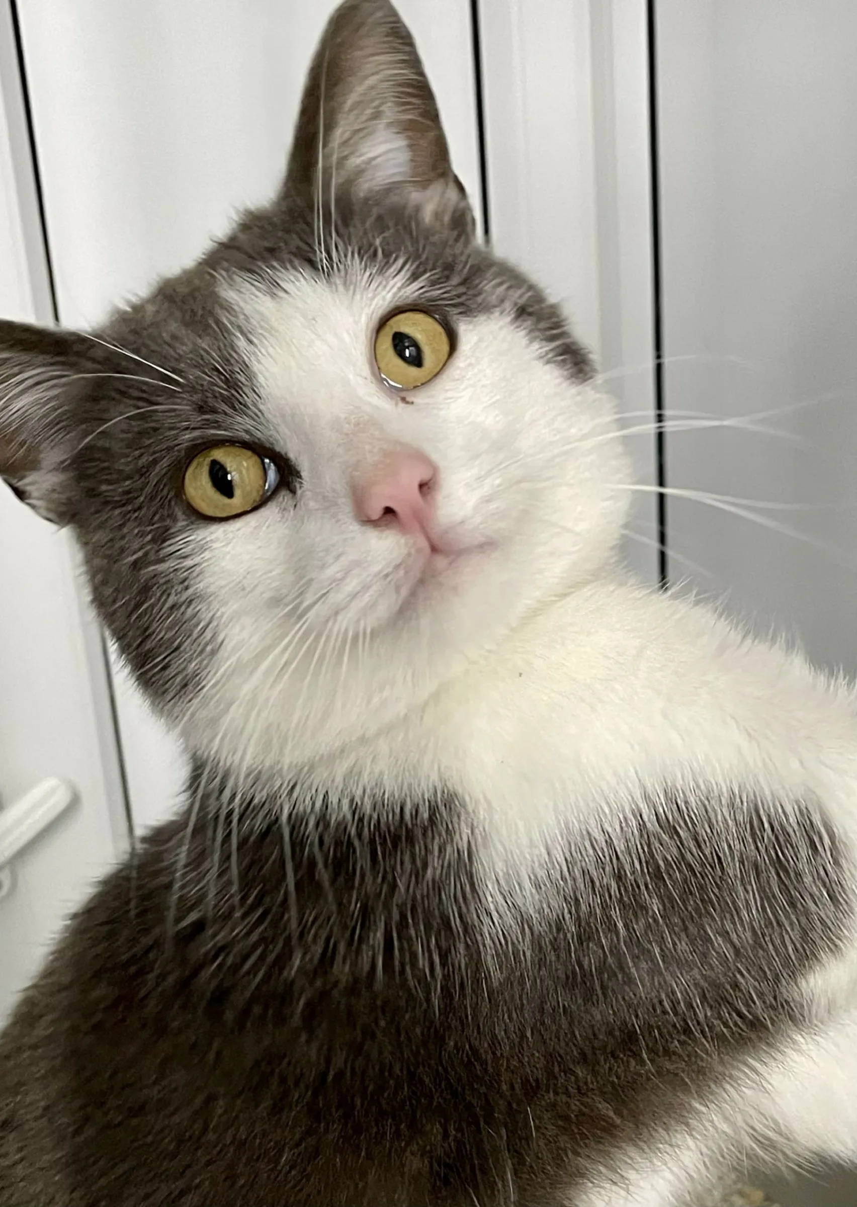 Milo