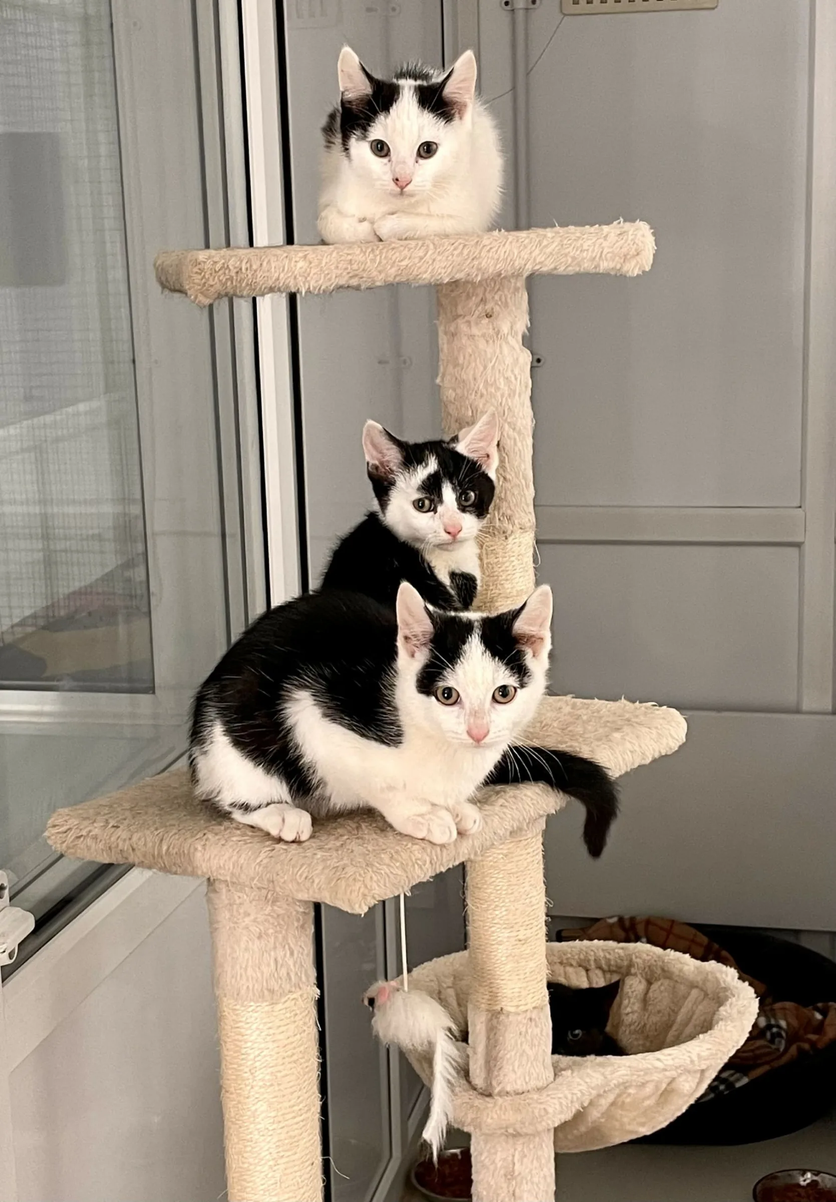 Take That Kittens