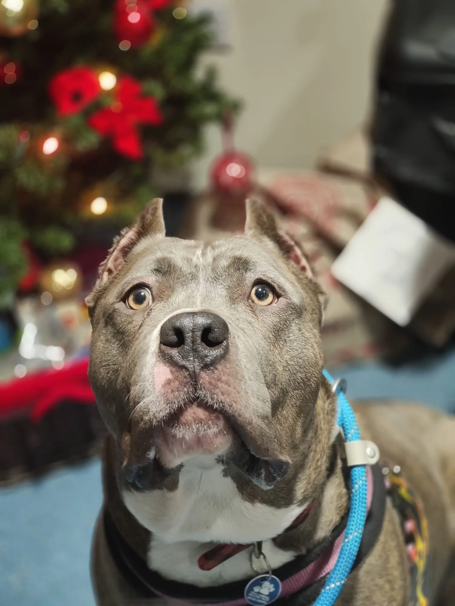 Ellie