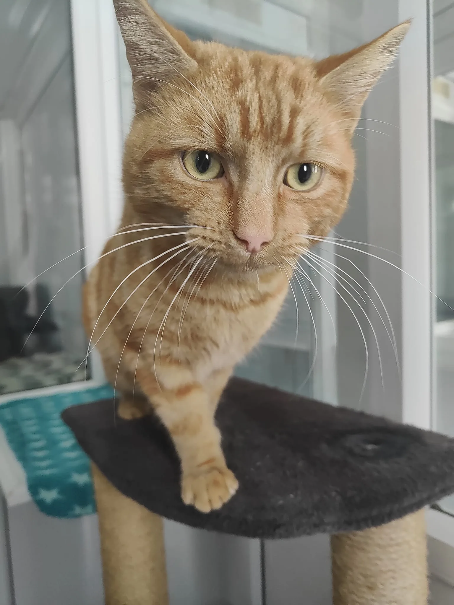 Garfield
