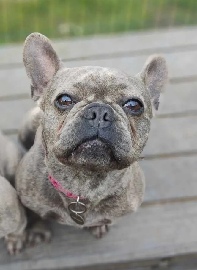 Lyla