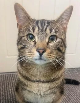 Milo