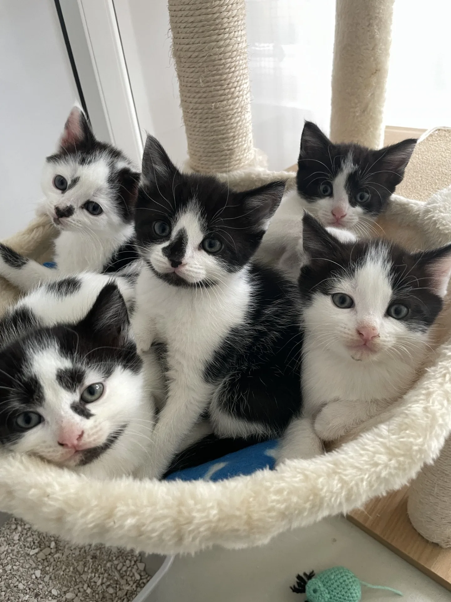 Kittens