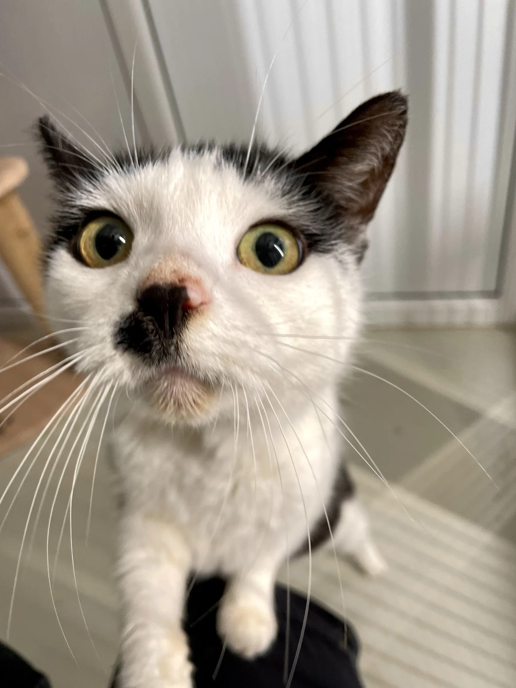 Kitty
