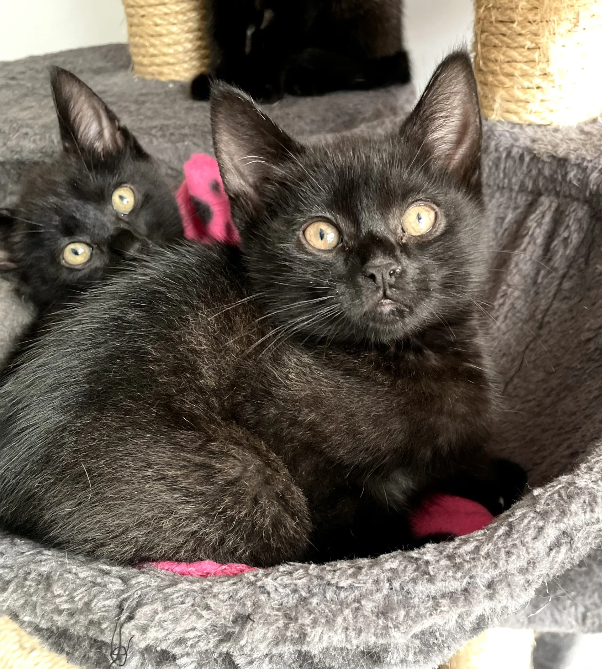 Charcoal and Sooty