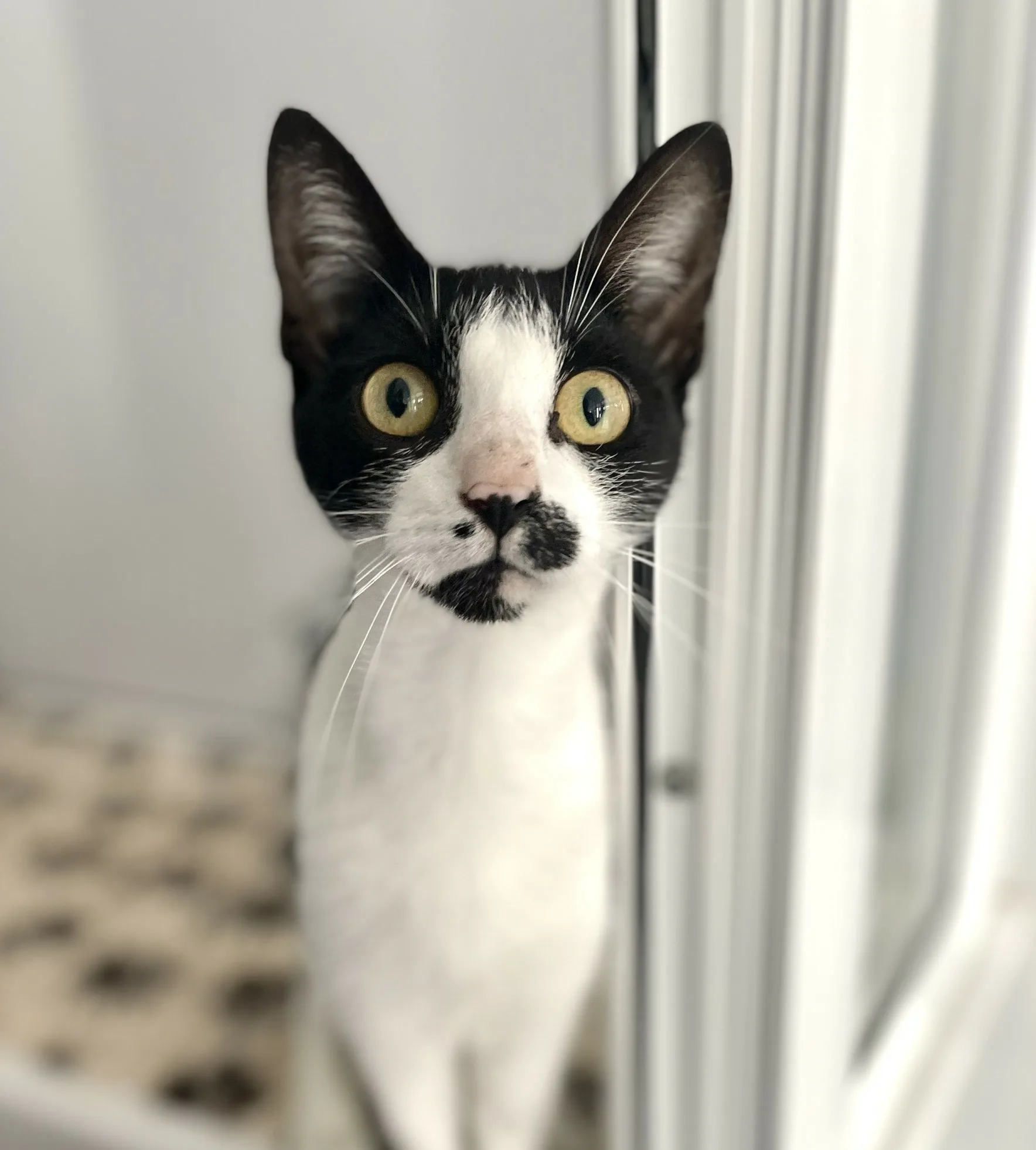 Kozzik