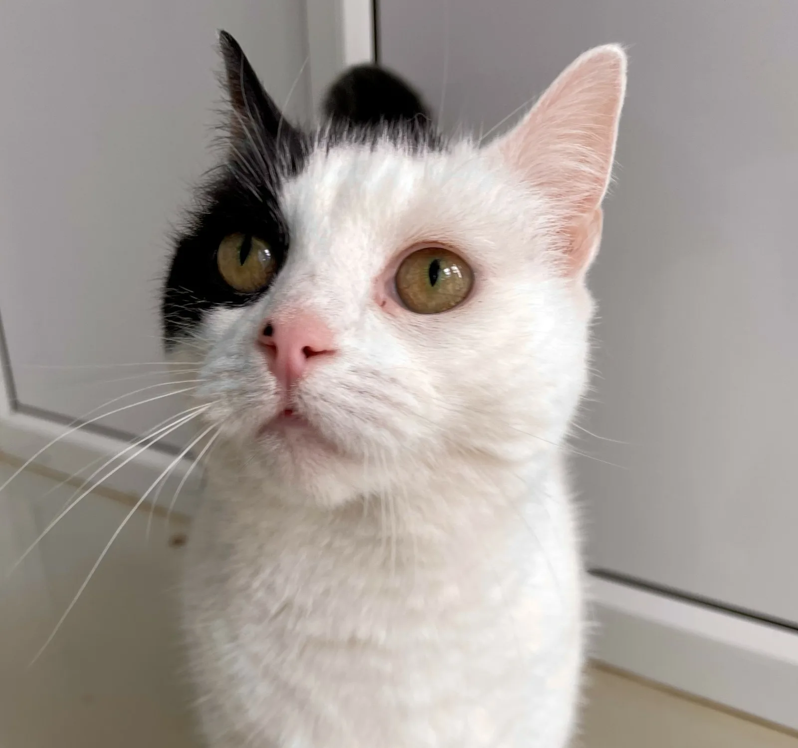 Sybil