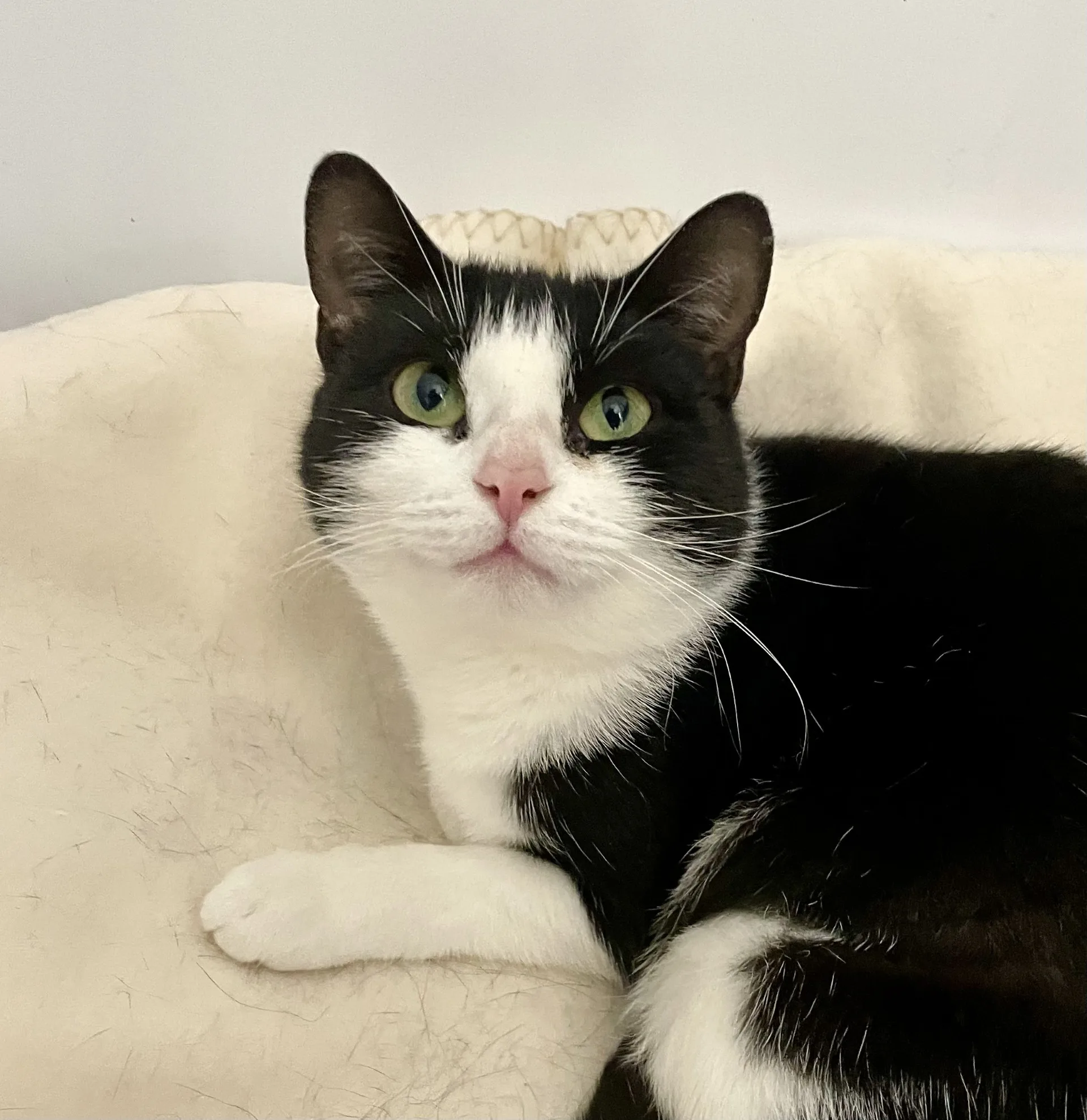 Bebe