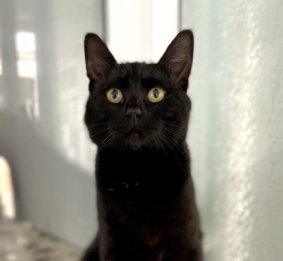Jet
