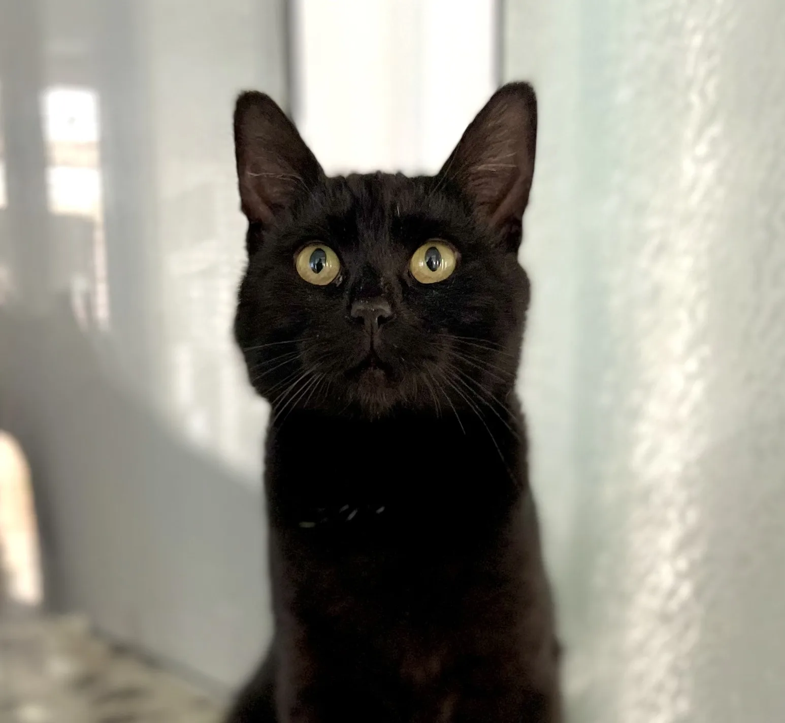 Jet
