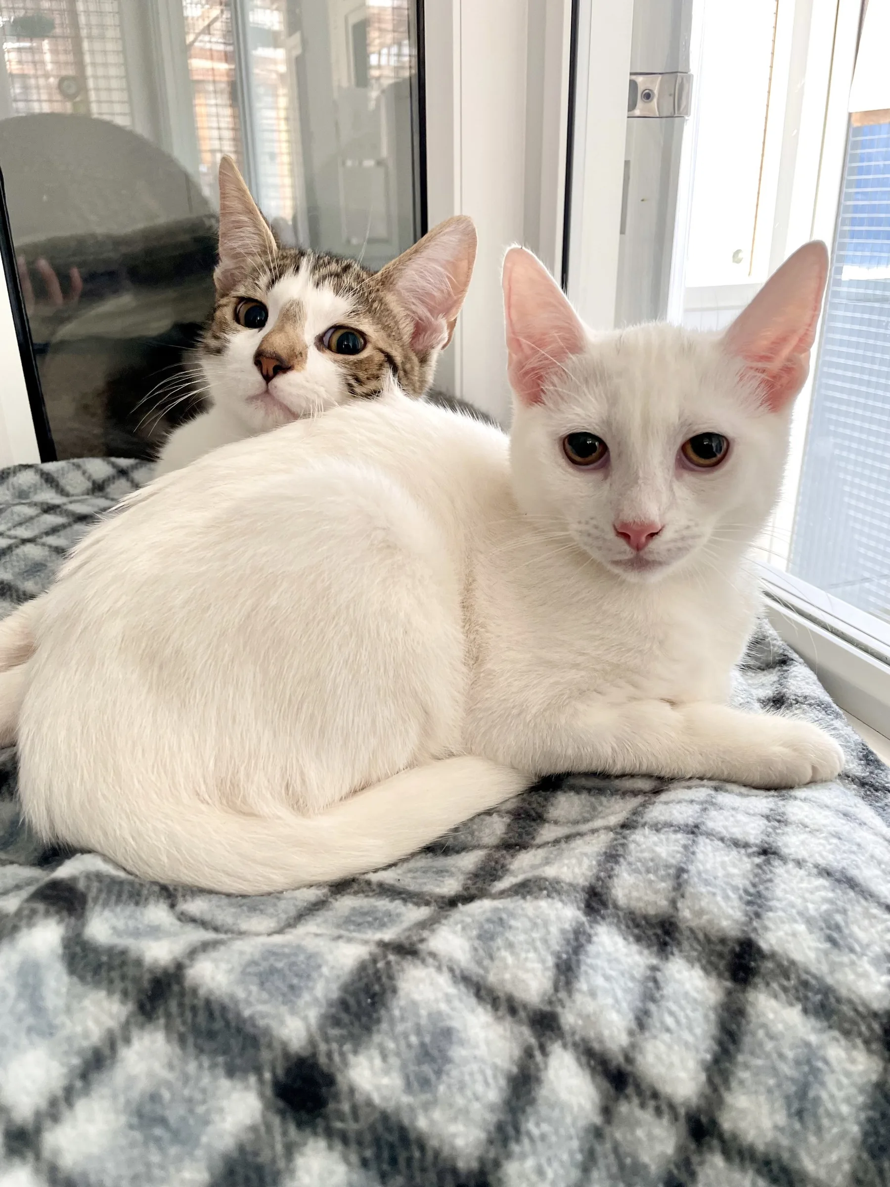 Buddy & Casper