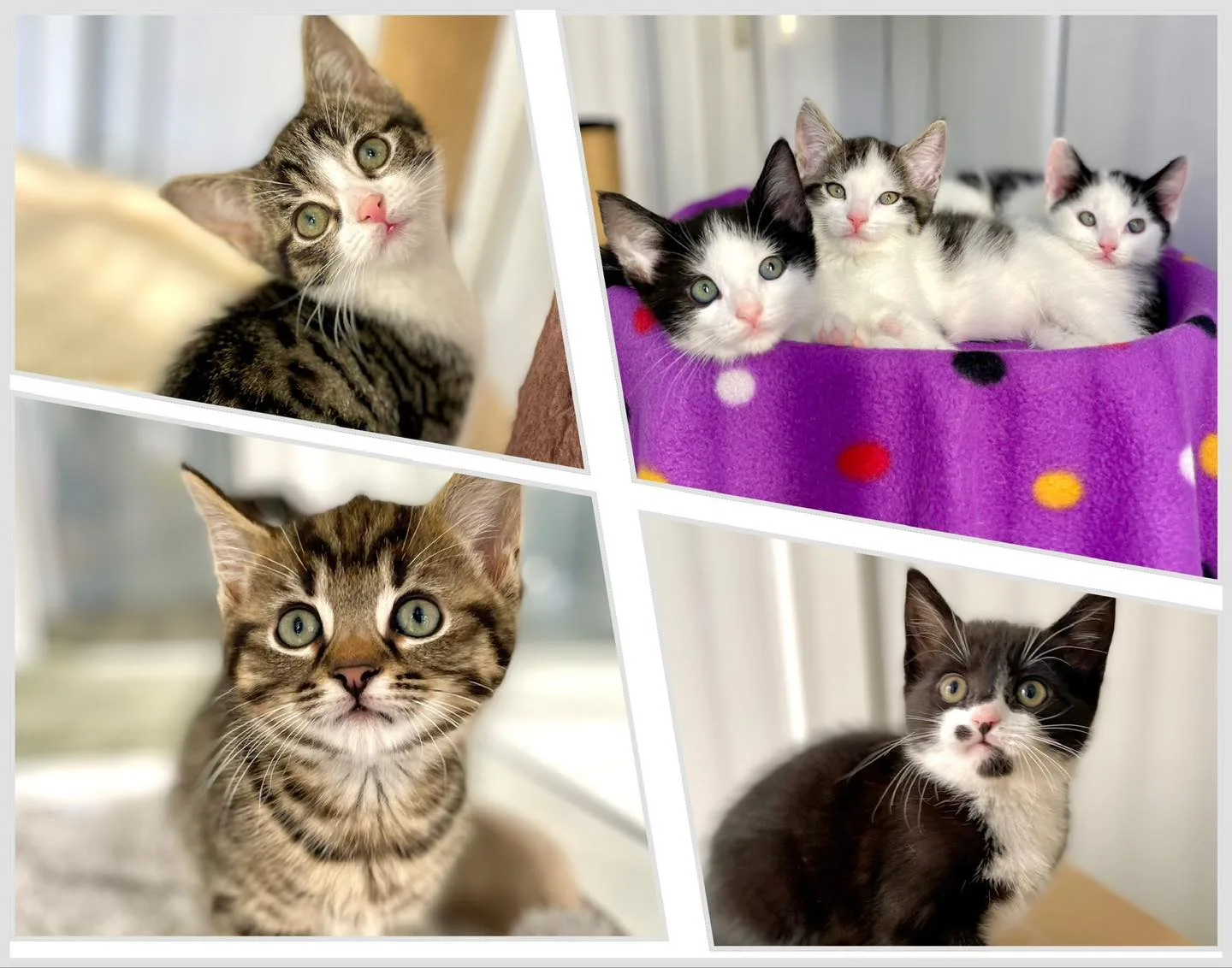 Kittens