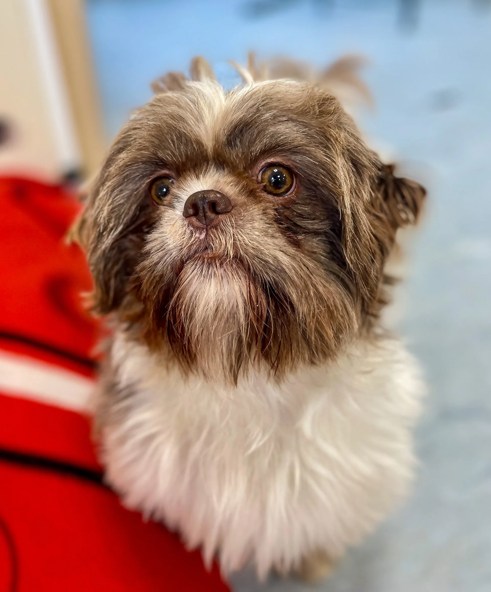 Gizmo