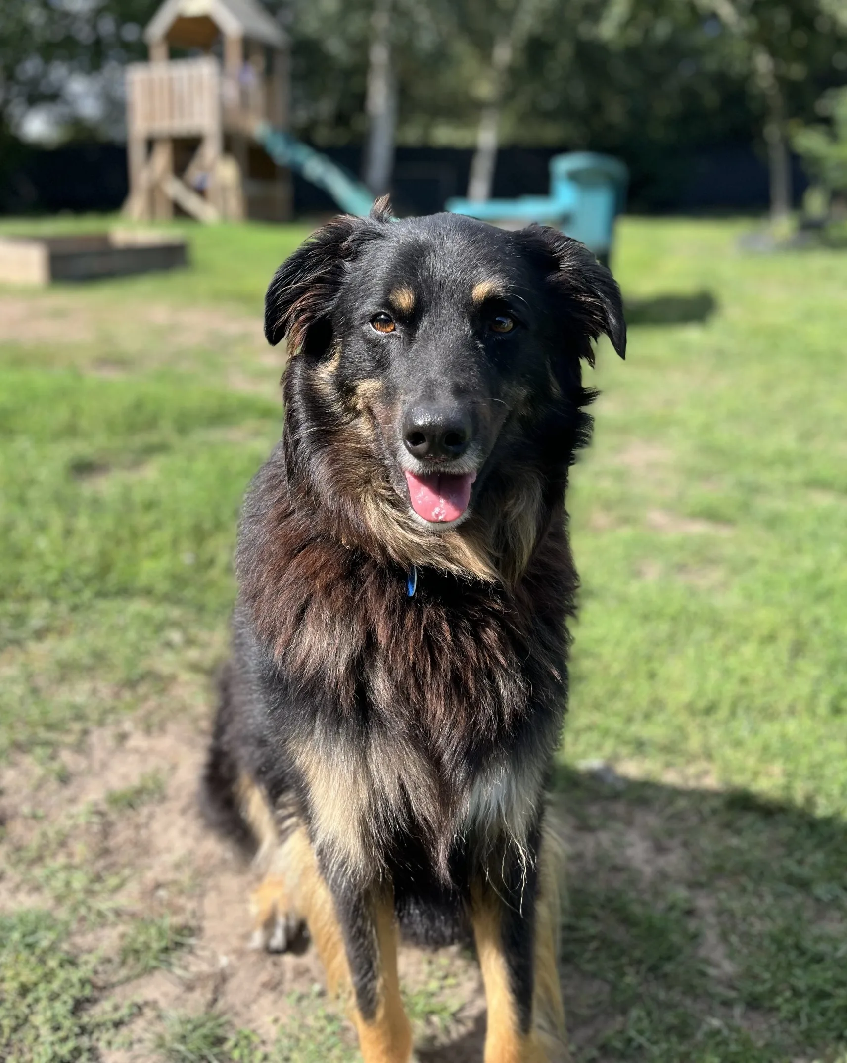 Harper