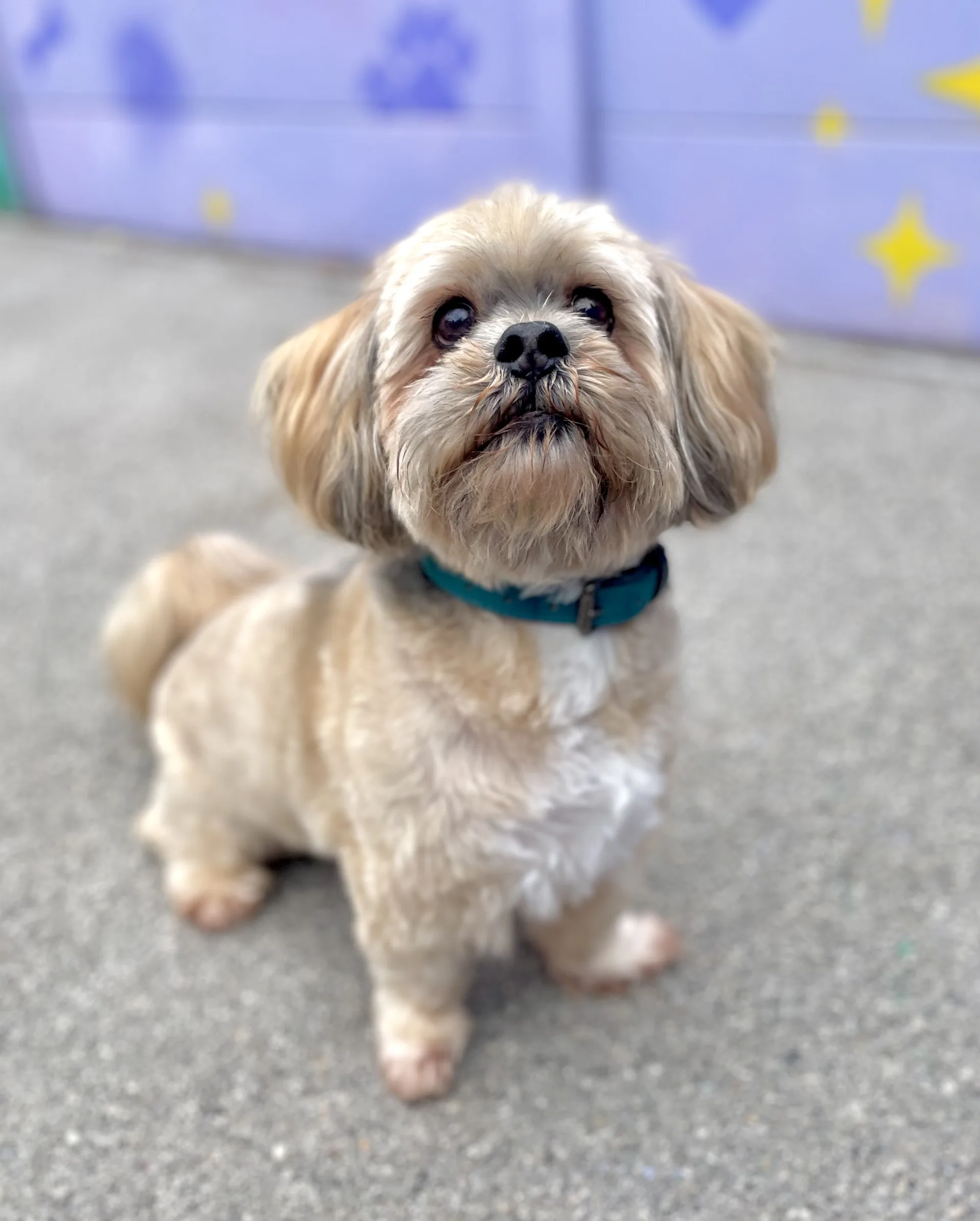 Toby