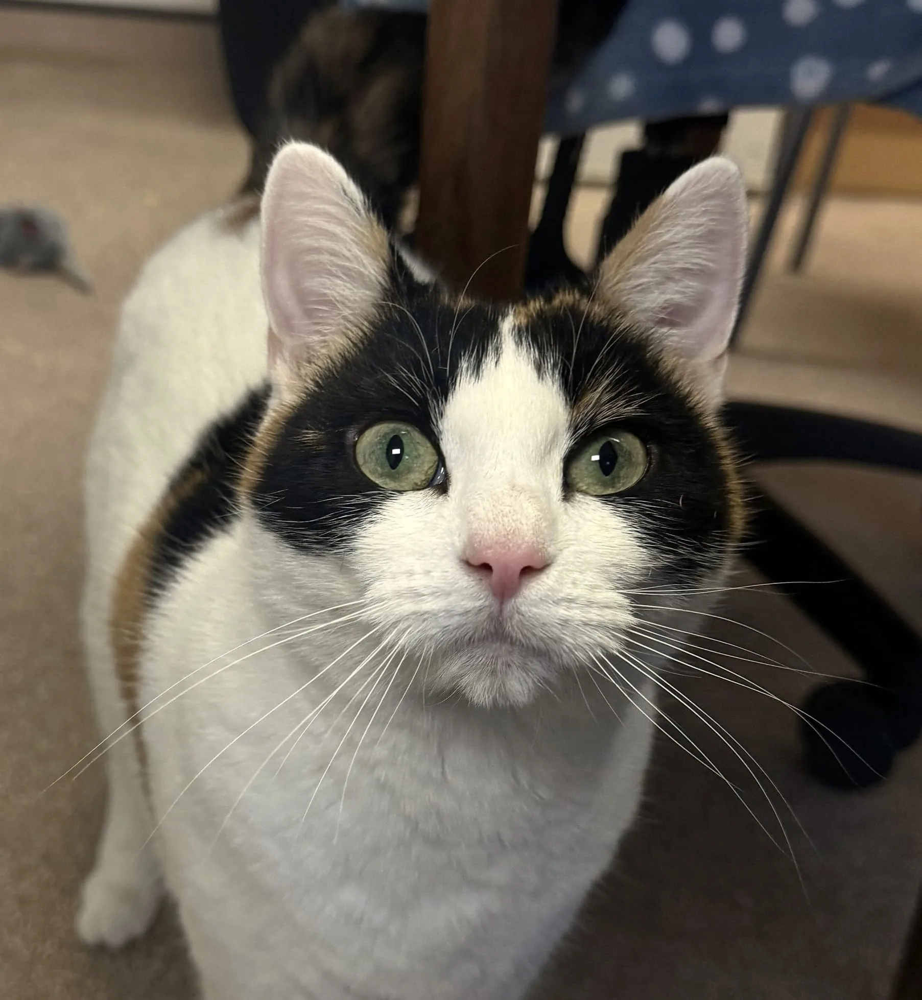 Jemima