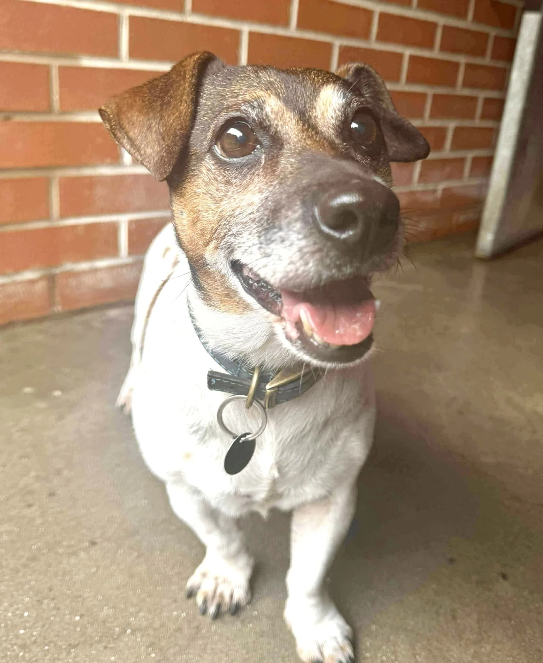 Alfie