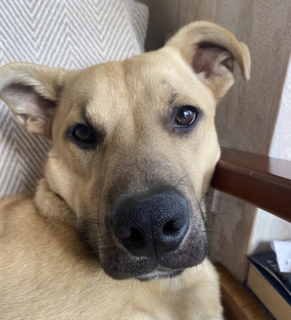 Sam, a 10 months old male German Shepherd available for adoption from Hull Animal Welfare Trust in East Riding of Yorkshire