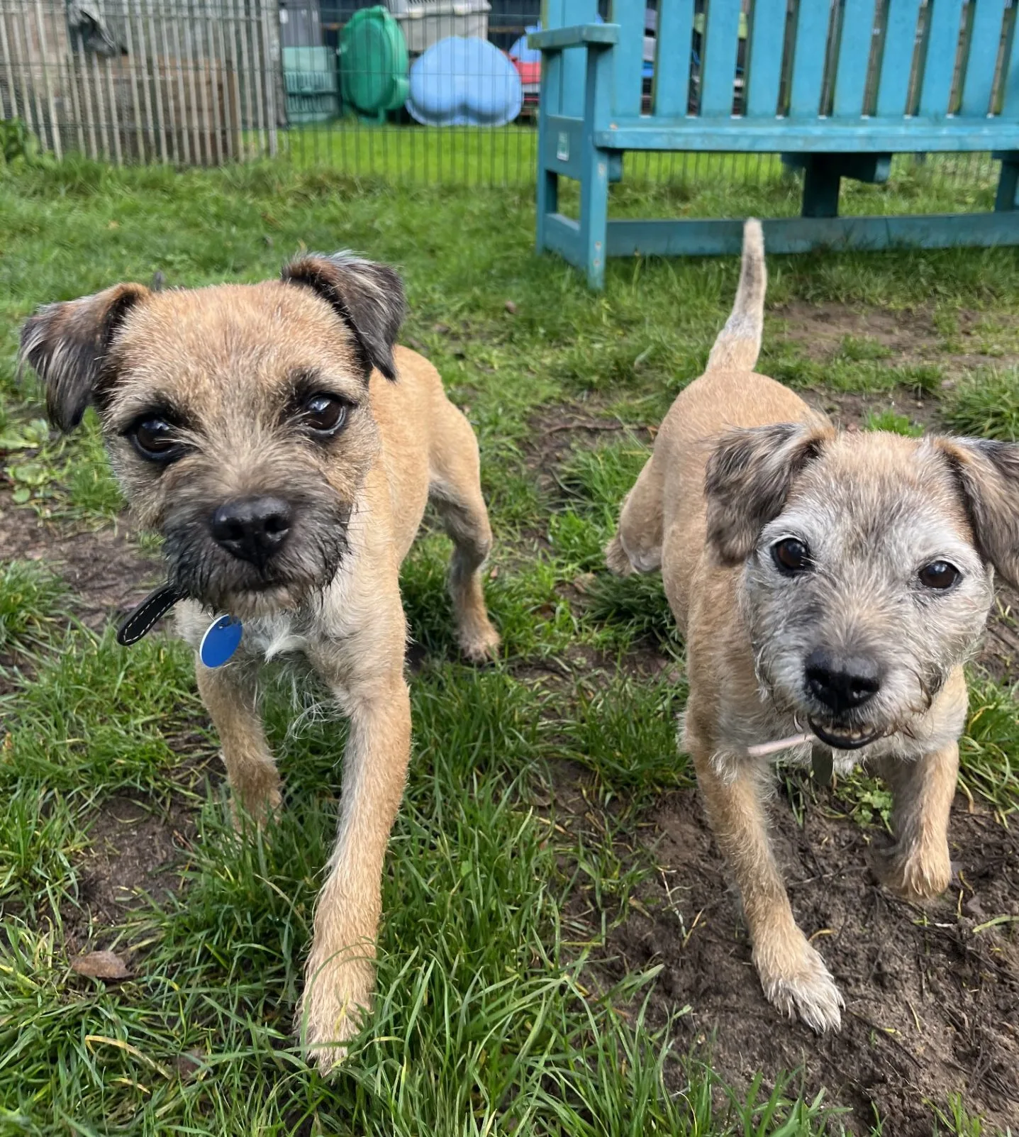 Bailey & Bronte