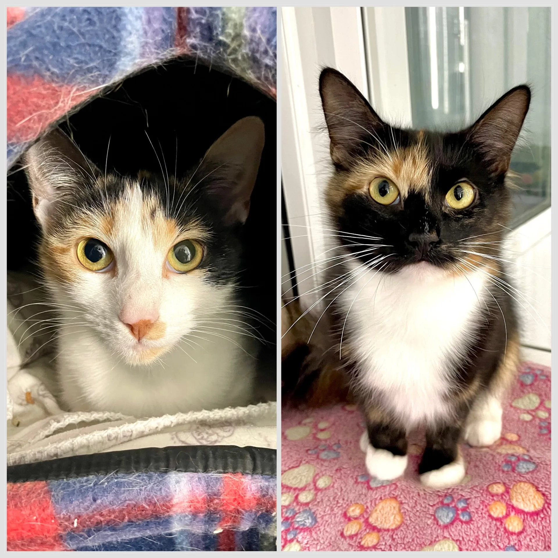 Biscuit & Bonnie