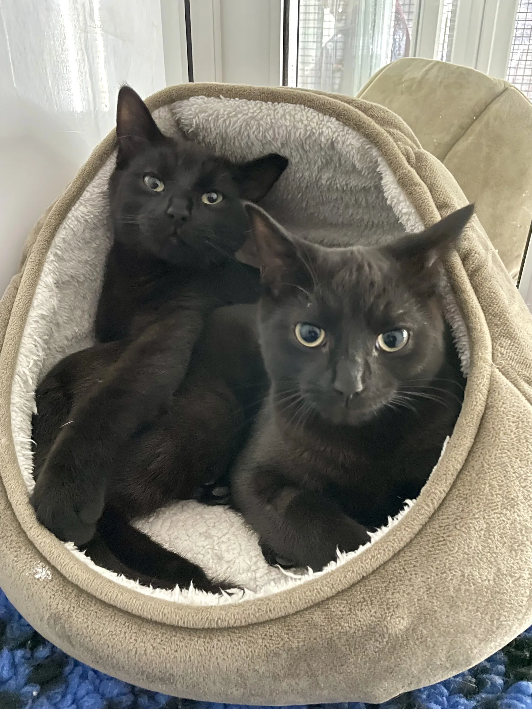 Bailey & Brandy