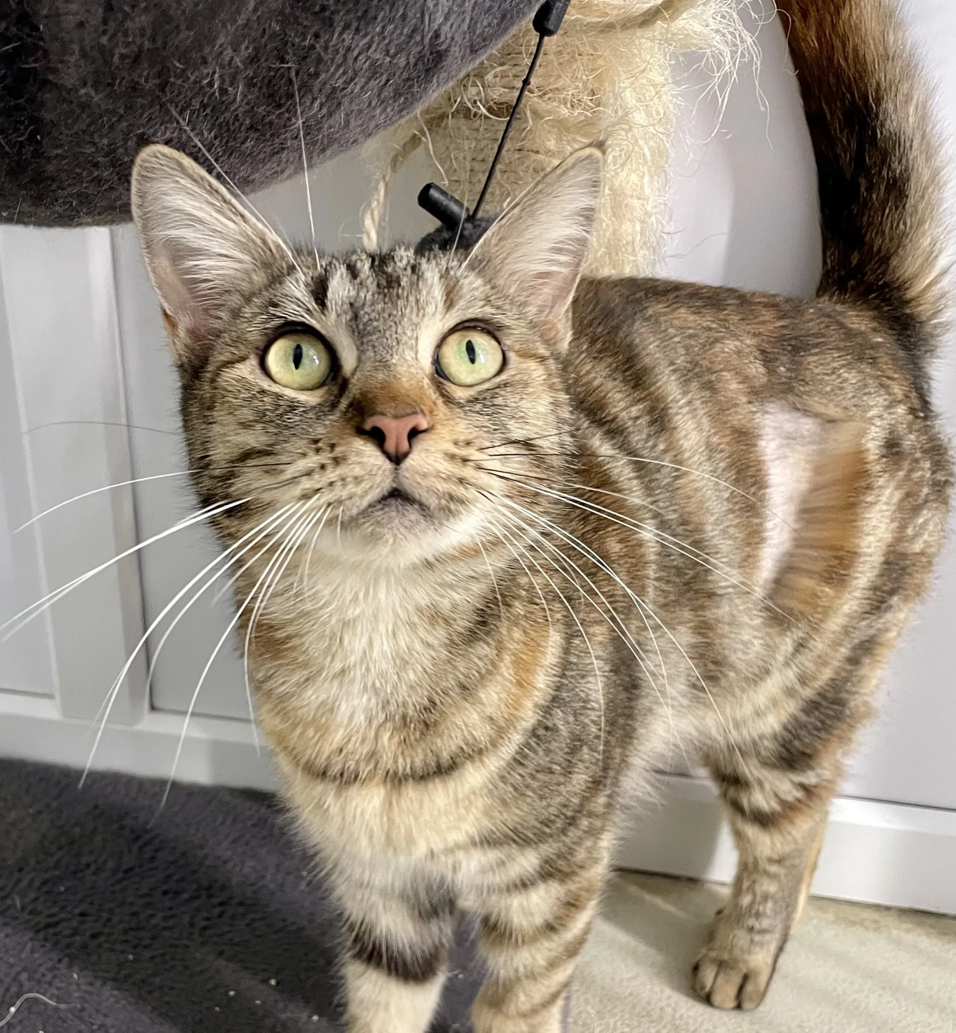 Lulu