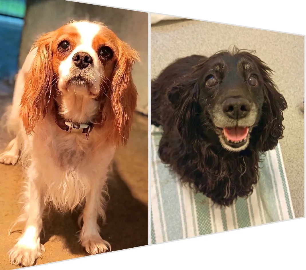 Ruby & Ebony