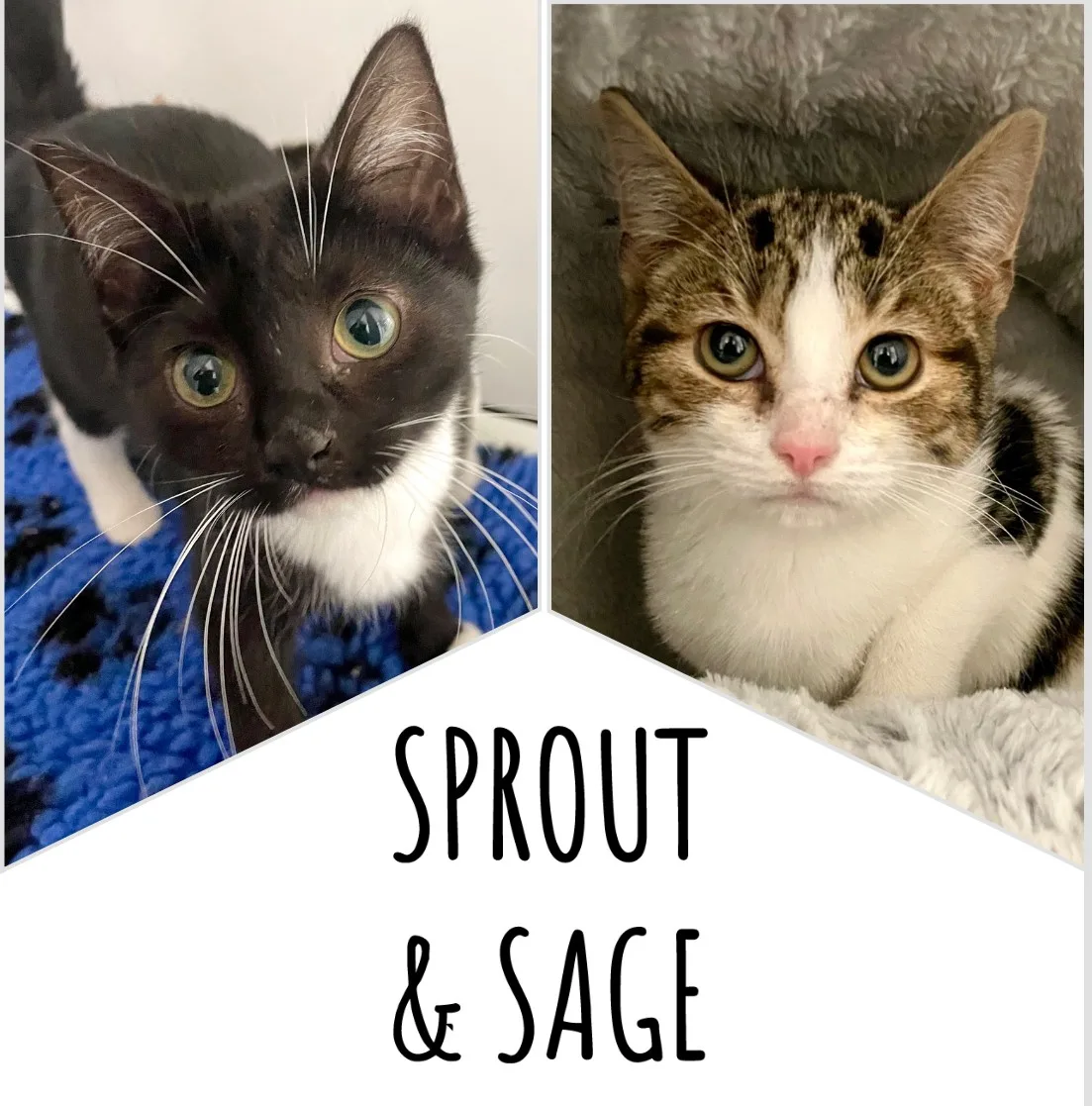Sprout & Sage