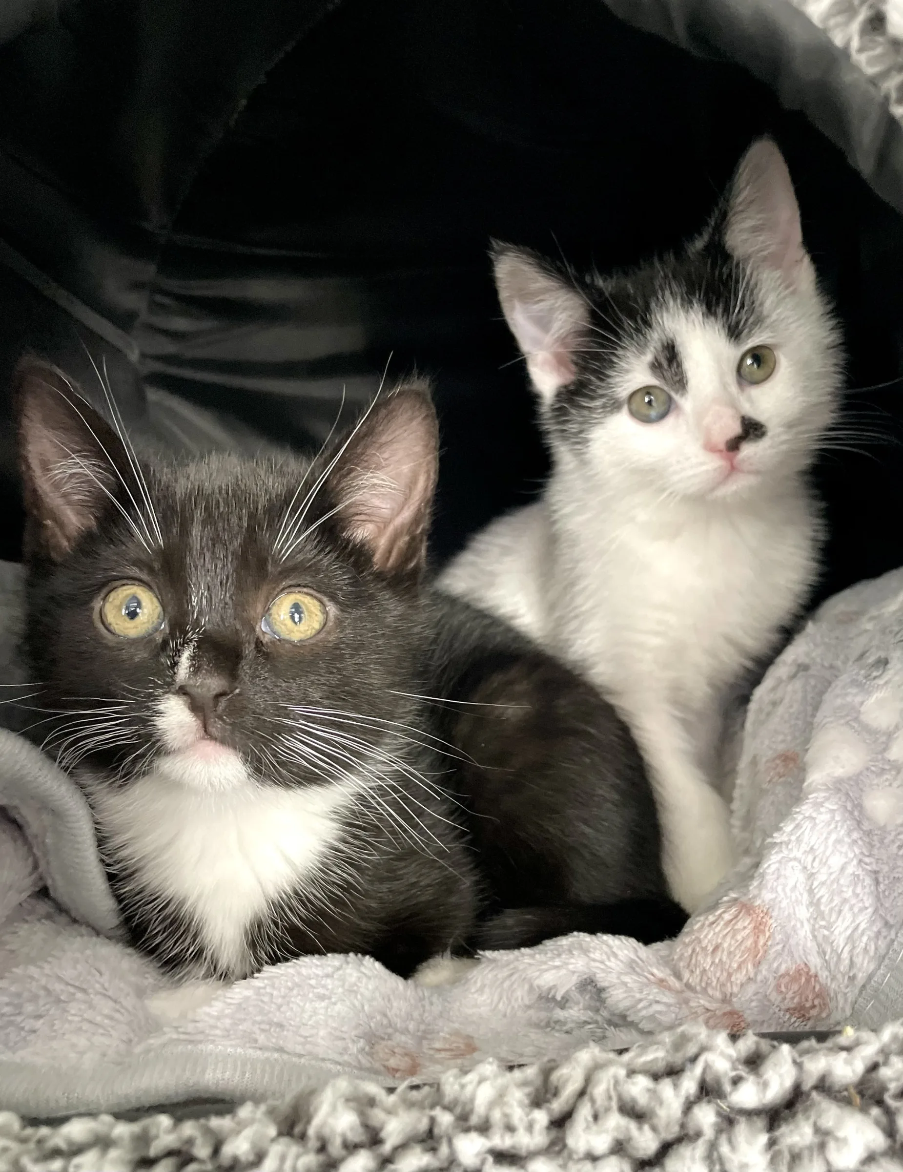 Blossom and Buttercup