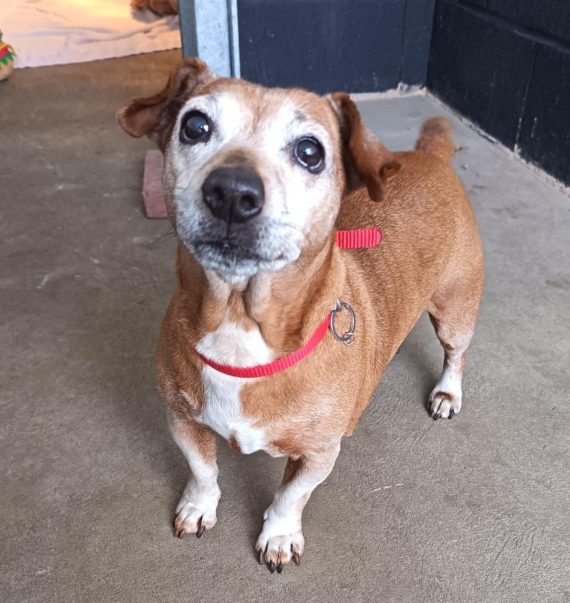 Ethel, a 12 years old female Soft Coated Wheaten Terrier available for adoption from Hull Animal Welfare Trust in East Riding of Yorkshire