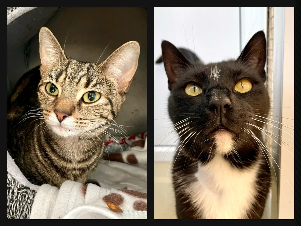 Gizmo and Loki