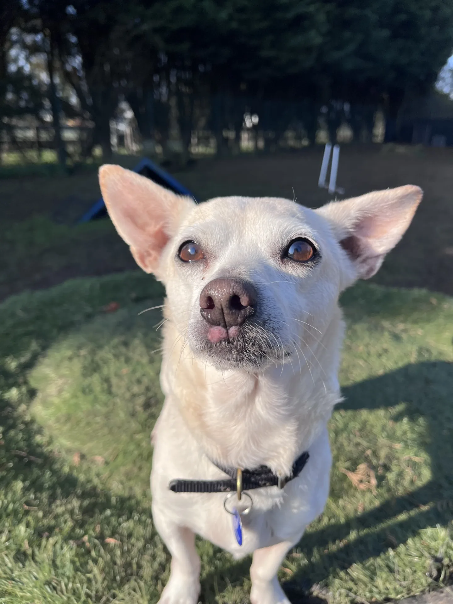 Toby