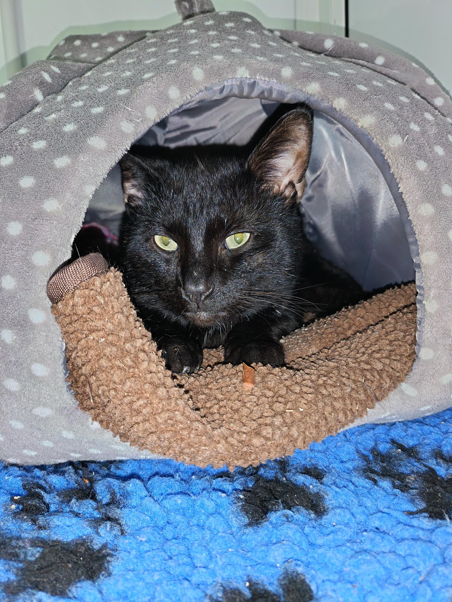 Freddie - Image 3