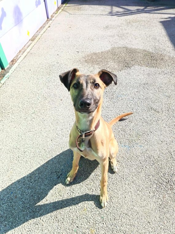 Jasper, a 7 months old male Lurcher available for adoption from Hull Animal Welfare Trust in East Riding of Yorkshire