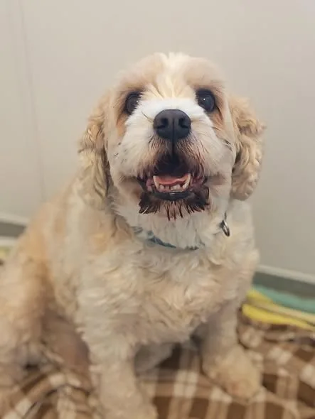 Benji