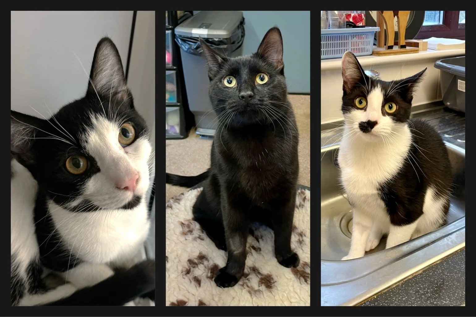 Freddy, Ozzy & Charlie