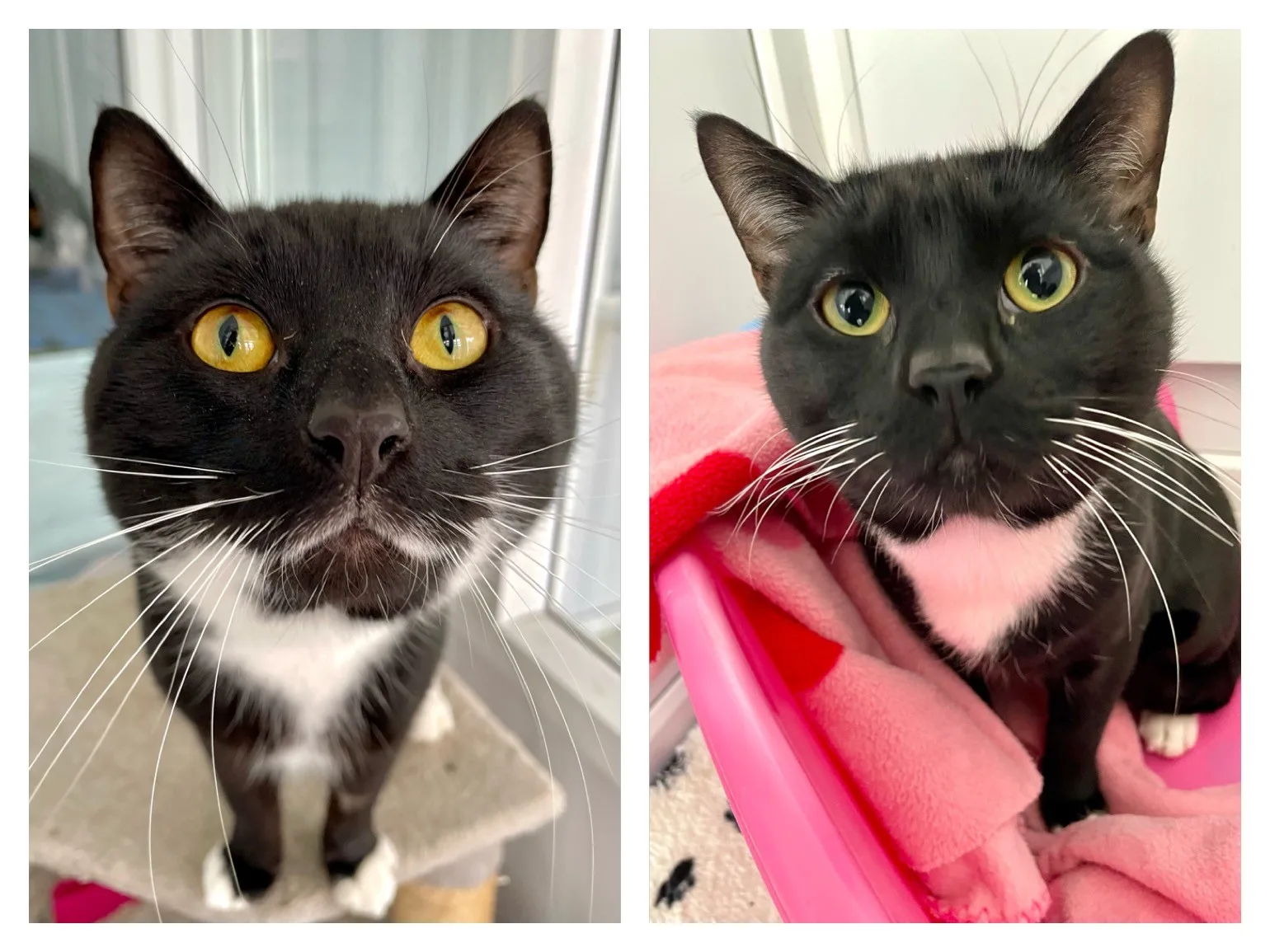 Oreo and Leo