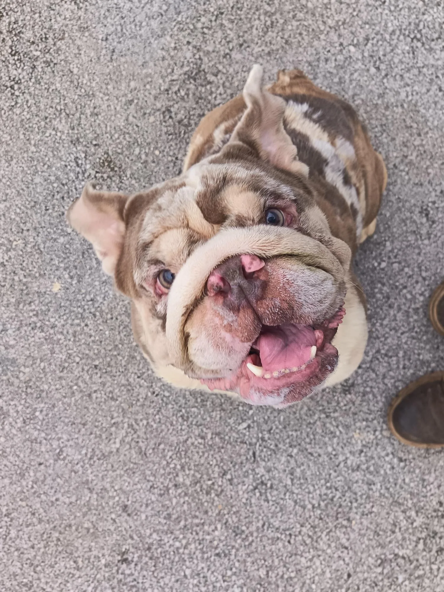 Vinnie