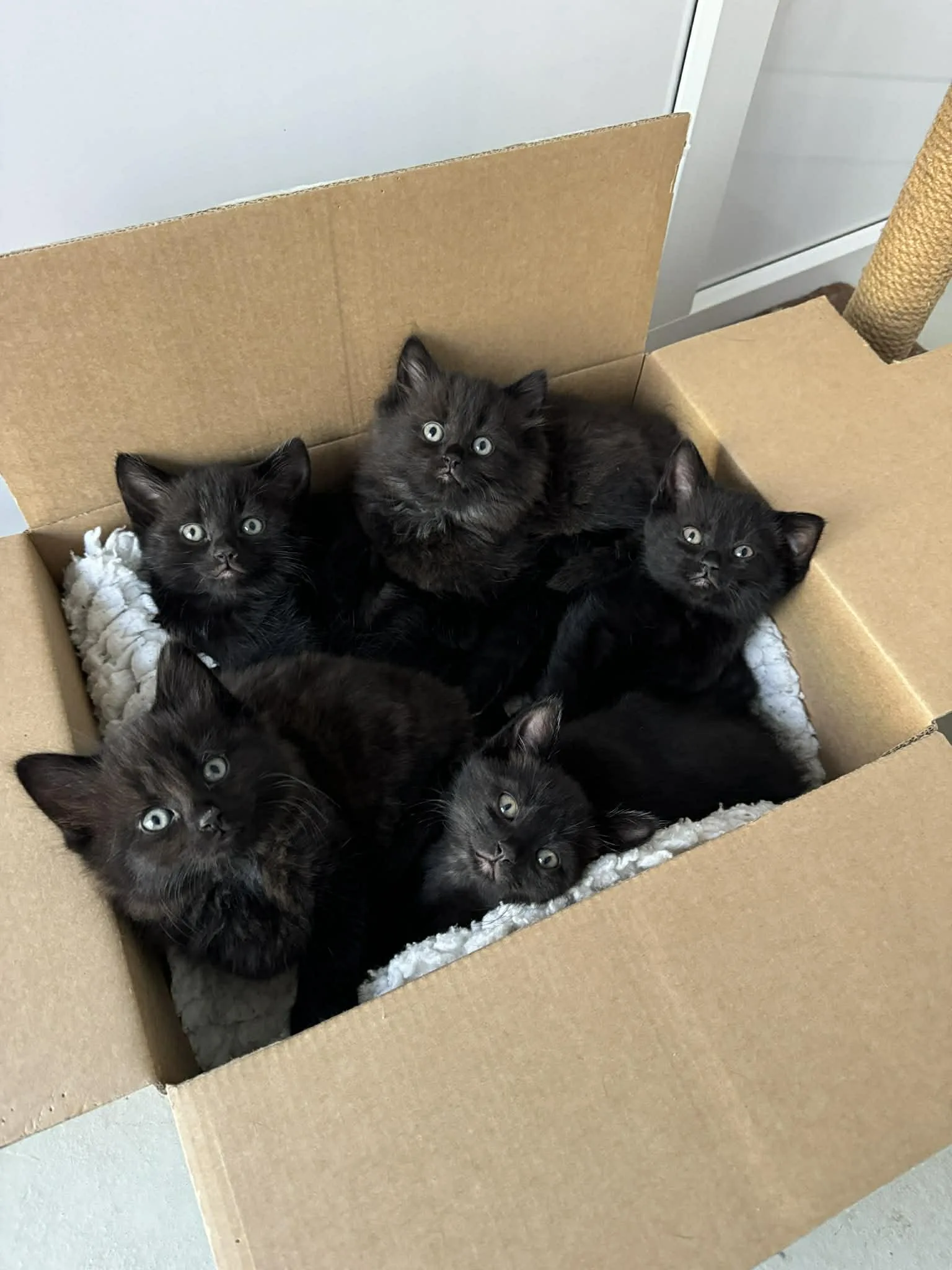 Kittens