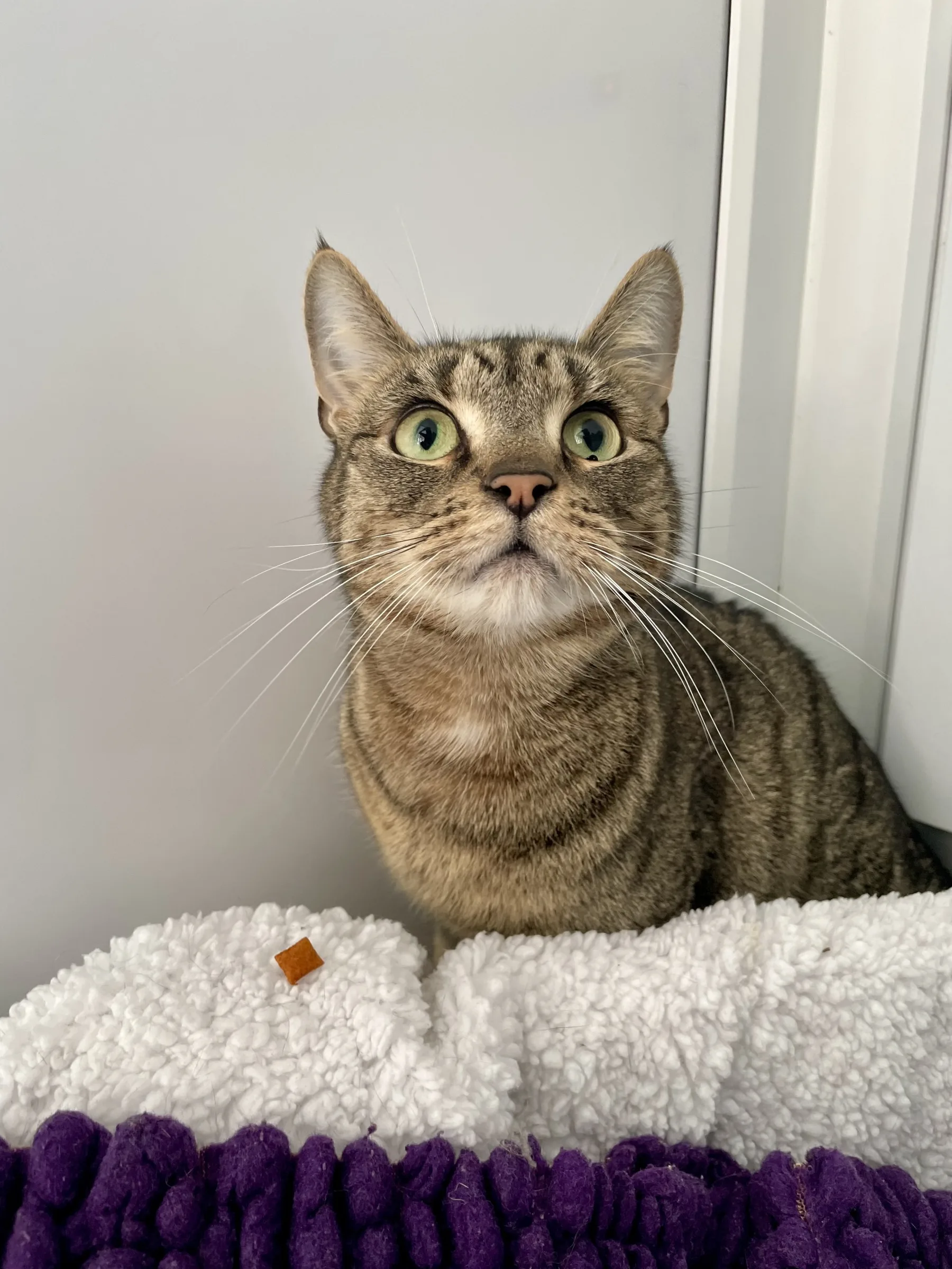 Simba