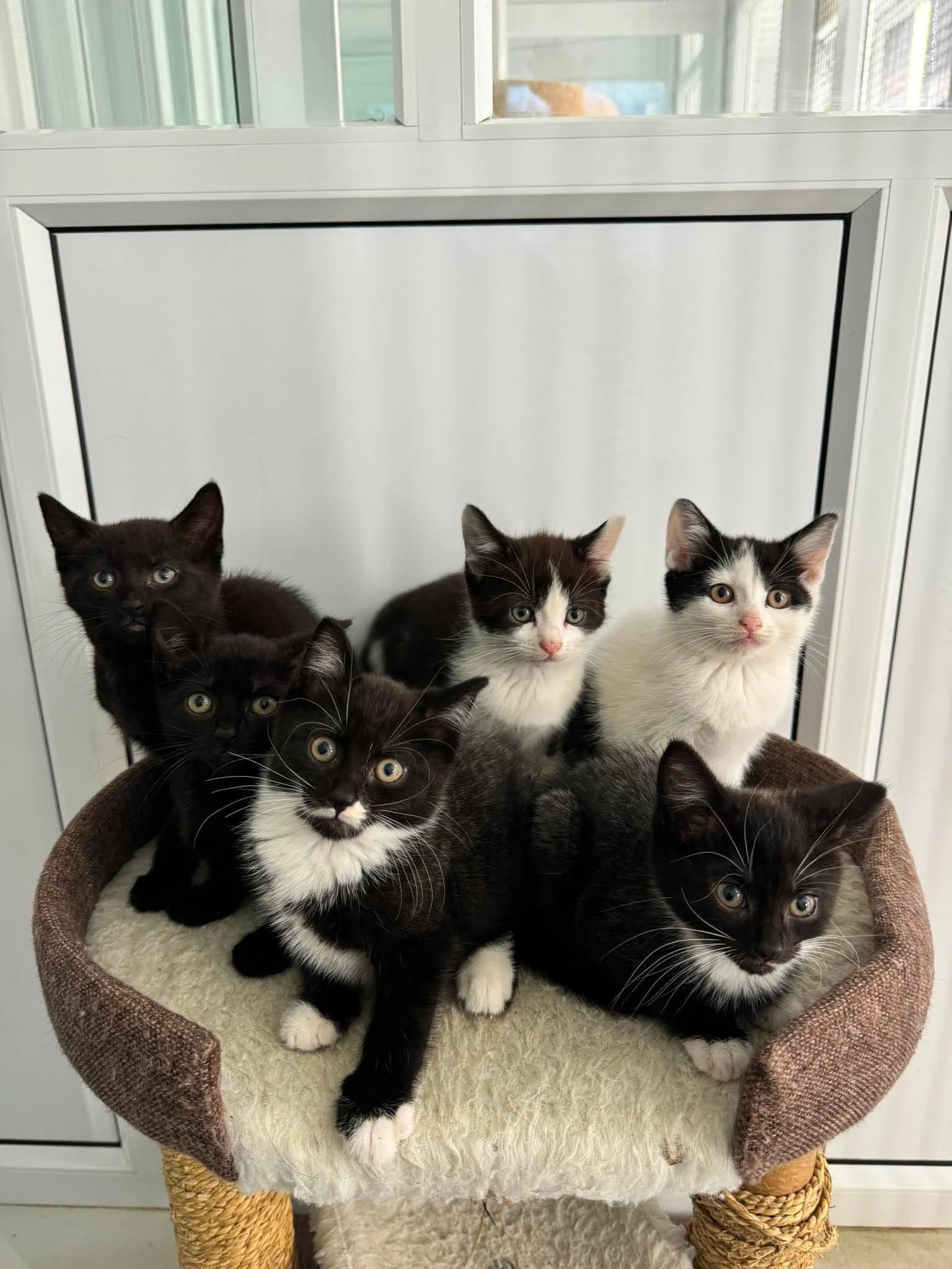 Kittens