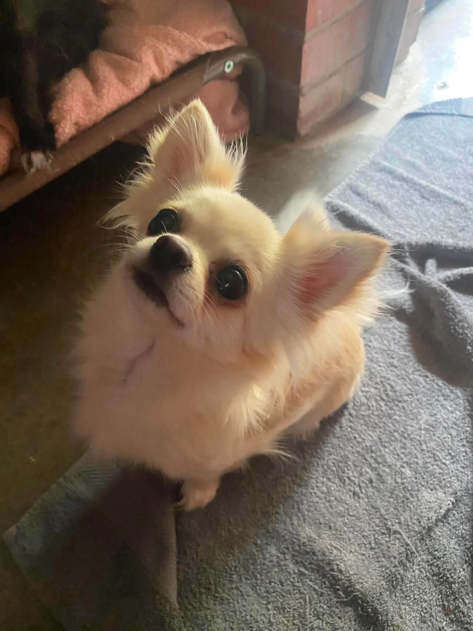 Nala