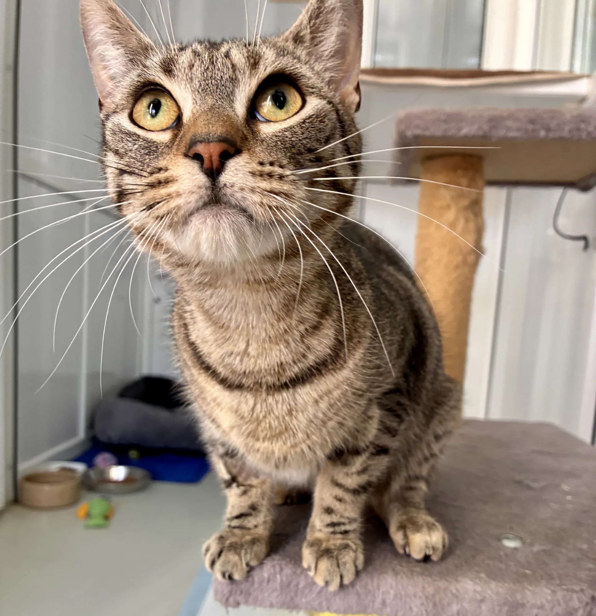 Nala